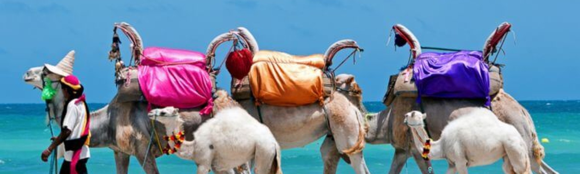 Camel rides in Tunisia
